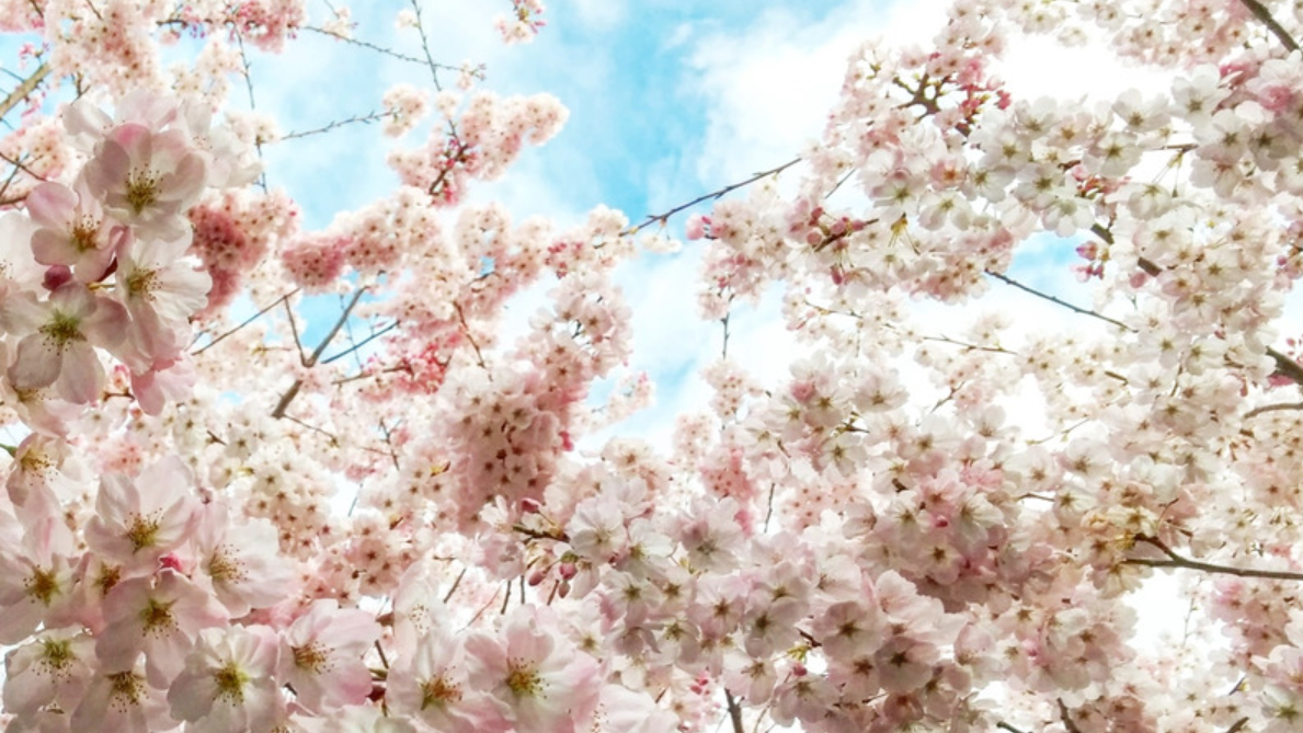 Flowers_img